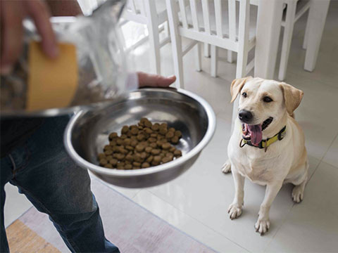 Safe food for faithful Fido