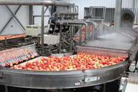 Fruit conveyor is space efficient