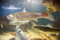 Motor change saves a fish feed producer 135,000kWh per year